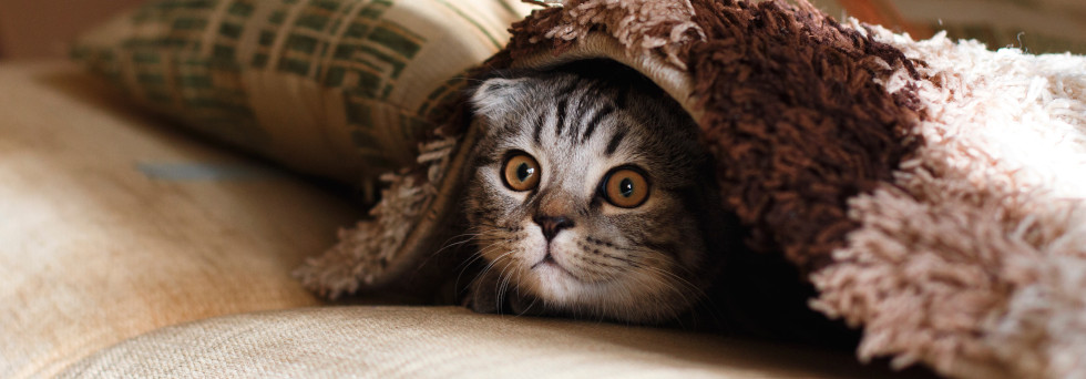 Mathieu Lechat